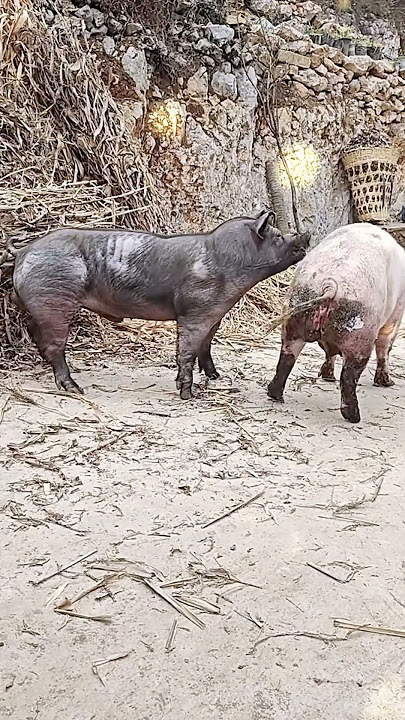 The secret of pig training 6