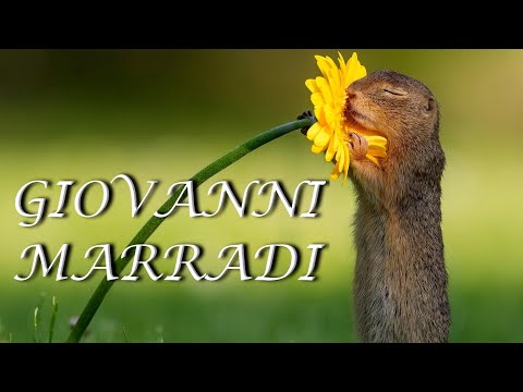 видео: ♫ Giovanni Marradi -  Collection ♫ (Beautiful flowers)