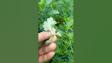 bệnh vẹo trên hoa cúc