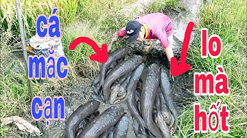 BẮT CÁ CẠN ĐƯỜNG NƯỚC RUỘNG KHI LÚA CHÍN KHÔNG NGỜ CÁ NHIỀU GHÊ | Phúc TV 84/catch fish