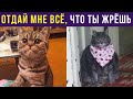 Приколы с котами. Отдай всё, что ты жрёшь | Мемозг #250