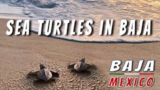 Baby Sea Turtle Release Todos Santos Baja Mexico  | Baja Van Life Adventure
