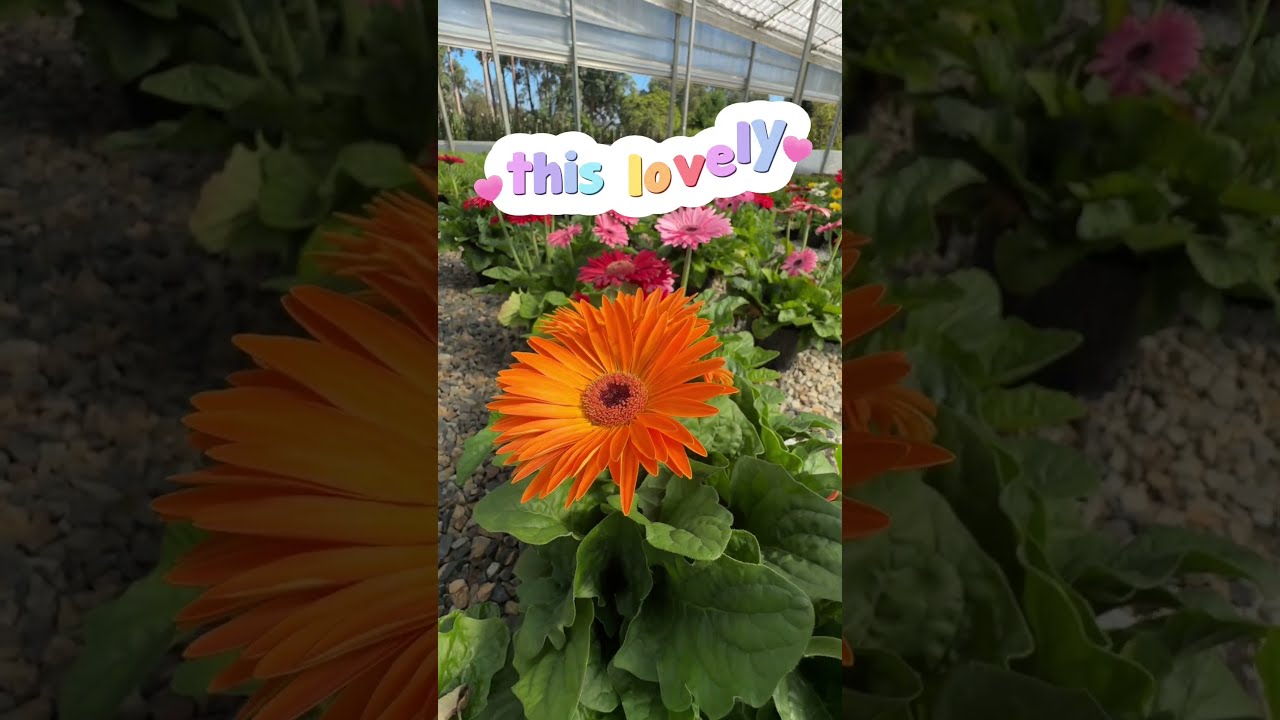 Gerberas Are The Colourful Low Maintenance Flowers You Ve Been Needing 
