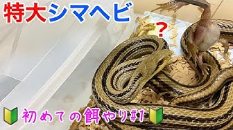 シマヘビ Youtube