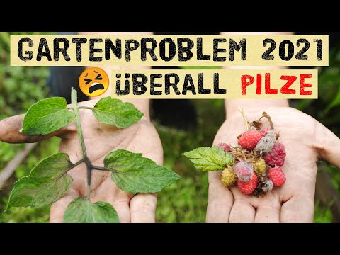 Video: 15 Pflanzen, Um Sämlinge In Ihre Ernährung Aufzunehmen