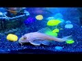Polar Parrot Fish, Dwarf Gourami, Betta & Pleco | Beautiful Aquarium Fish