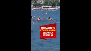 Marmariste Vatandaş Köpek Balığını Çekpas Ile Kovaladı