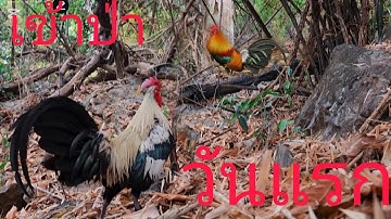 Dib qaib qu tuaj zoo heev nawb