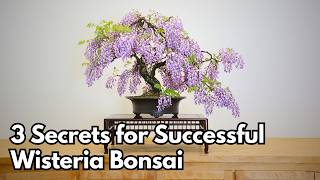 How To Get A Wisteria Bonsai To Flower? 3 Secrets For Successful Wisteria Bonsai