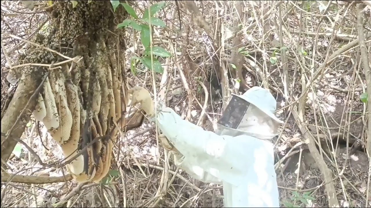 Capturamos um enxame enorme de abelhas na lombada 😱