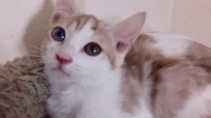 Watch the video about Cameo Spotted Tabby and White Odd-Eyed Japanese Bobtail Kitten born 9/18/18