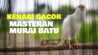 KENARI GACOR UNTUK MASTERAN MURAI BATU