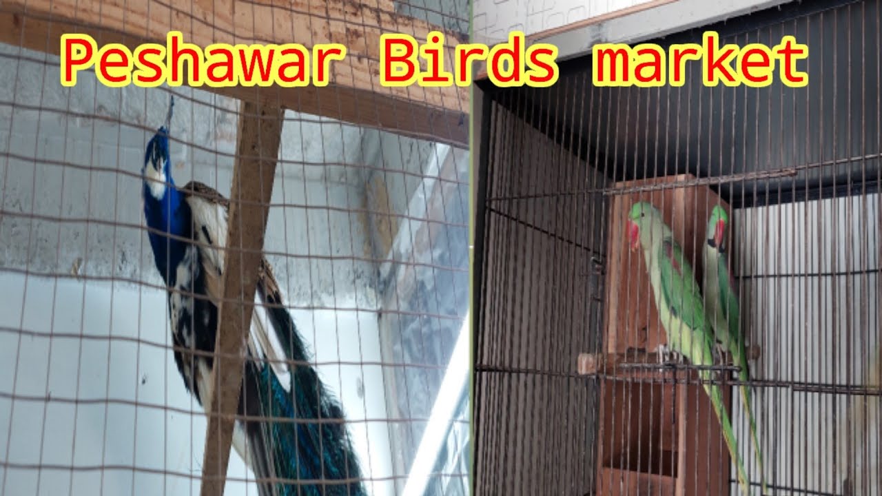 Birds Market in Peshawar Pakistan | New Parindh Market |  chargano chowk