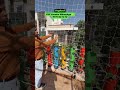 Turn your rooftop into a fresh veggie paradise with VegRoof