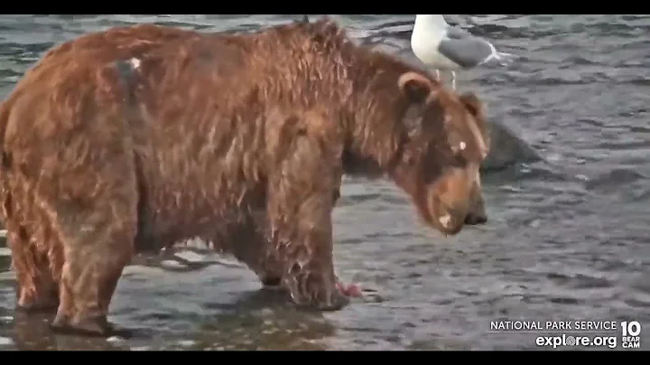 A hungry 775 returns - Explore.org June 29, 2022