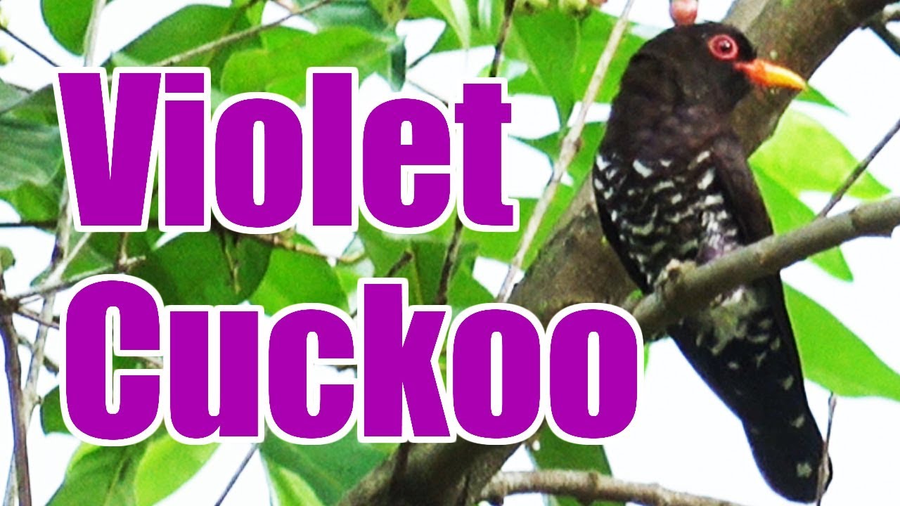 Violet Cuckoo / スミレテリカッコウ【Jurong Eco Garden, Singapore】 