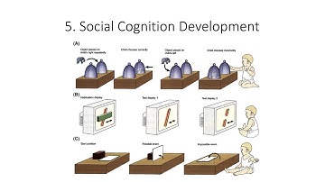 13.5. Social Brain Development, Fundamentals of Cognitive Neuroscience Course, Session 13, Part 5