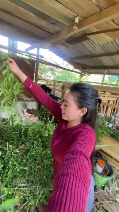 PETERNAK KAMBING CANTIK #viral