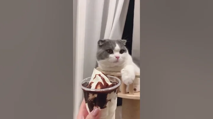 Watch the video about Scottish fold cat meowing and funny moments #scottishfold #kitten #scottishfoldbaby