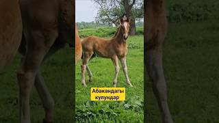 #horse #атбазар #дончак #лошади #лошадки #скачки #stallion #салжуқийлар #automobile #продажалошадей