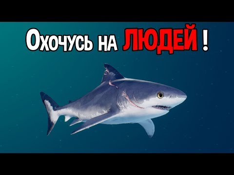 Видео: Том цэцэгтэй акул загас