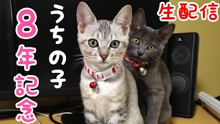 ハムとマロうちの子8年記念ライブ配信
