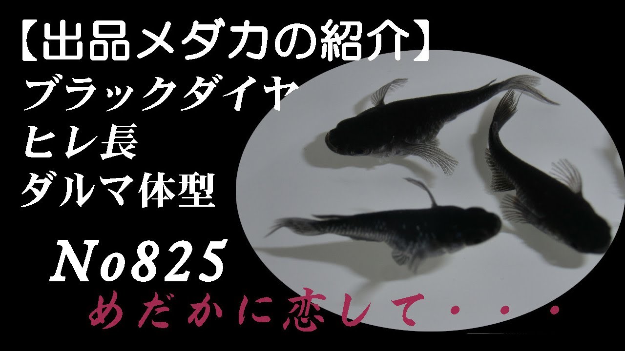恋めだか ブラックダイヤ ヒレ長 ダルマ体型 3ペア 半ダルマ含む no825 Youtube 恋めだか ブラックダイヤ ヒレ長 ダルマ体型 3ペア 半ダルマ含む no825 Youtube