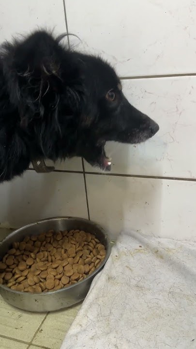 Черныша 🐾 - YouTube