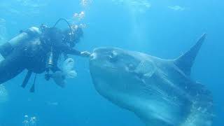 波左間海中公園・マンボウランドのマンボウHasama Underwater Park / Sunfish Land Sunfish