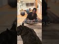 犬も大好き!?シンギングボウルセラピー