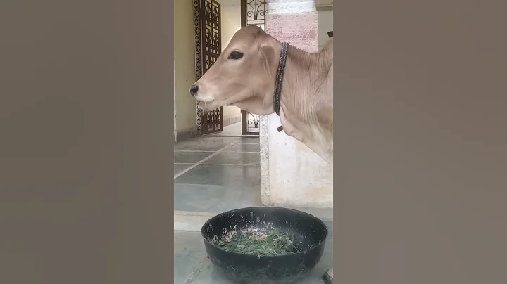 Jai gau mata || jai shree krishna || #littleradhe #babyanimal #gauseva #shorts