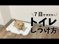 【7日でマスター】子犬のトイレトレーニング法《簡単5ステップ》