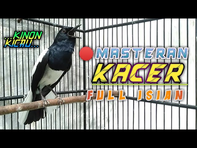 🔴 Masteran Kacer Full Isian Cucak Jenggot ( KORES ) || Mantap !!! class=