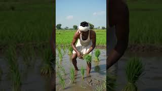 #farming #shortsfeed #trending #viral #funny #comedy #farmer #shorts #love#nature #villagelife #fyp