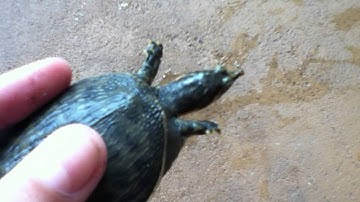 softshell turtle care video part 2