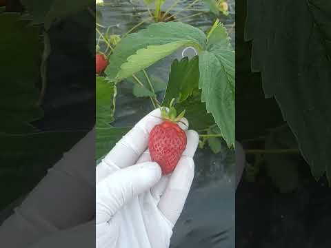 Вкусняшка ХЛОЕ. Обзор