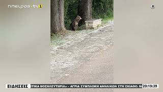 ΕΠΙ ΠΟΔΟΣ ΓΙΑ ΤΗΝ ΕΜΦΑΝΙΣΗ ΛΥΚΟΥ ΣΤΟ ΠΑΡΑΛΙΜΝΙΟ