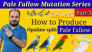How to produce Opaline split Pale Fallow Lovebird Pale Fallow Mutations series Part 3lWelcome Aviary screenshot 4