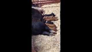 Suckling Pigs Part II