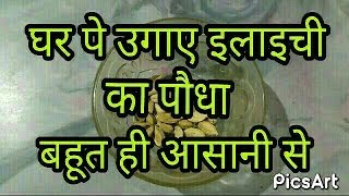 How To Grow Cardamom Plant from seed | How To Care Green Cardamom elaichi ka podha
