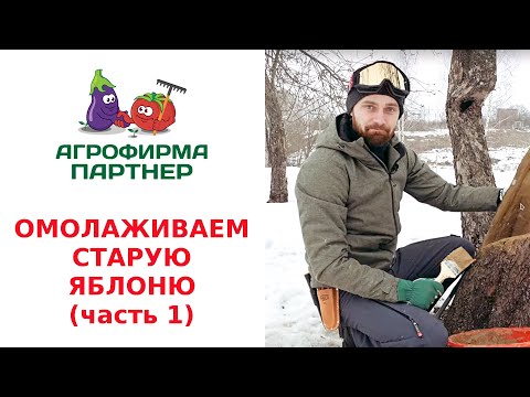 Видео: ОМОЛАЖИВАЕМ СТАРУЮ ЯБЛОНЮ. ВОЛШЕБНАЯ ЗАМАЗКА (часть 1)