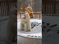 #polar bear cubs playing