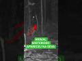 Apareceu um animal para comer junto com a anta, confira #natureza #antas #cameradetrilha #vidaselvag