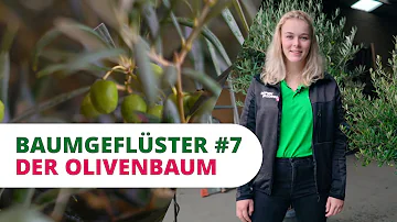 Für was steht der Olivenbaum?