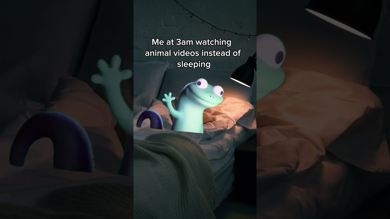It S Better Than Sleeping Tbh Lizard AnimalVideos Funny
