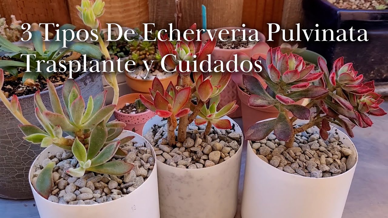 3 Tipos De Echeveria Pulvinata/ Trasplante y Cuidados