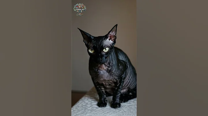 Video 10384081: sphynx hairless cat, beautiful sphynx cat, hairless felines, cat wildlife, cat gently