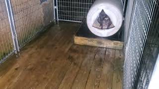 Thompsons Kennel Keep That Same Energy.