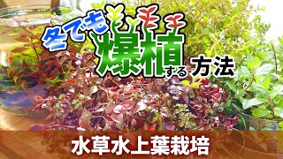 【初心者必見】冬に水草の水上葉を低コストで大量に増やす方法！水草水上栽培！#アクアリウム #水上葉栽培