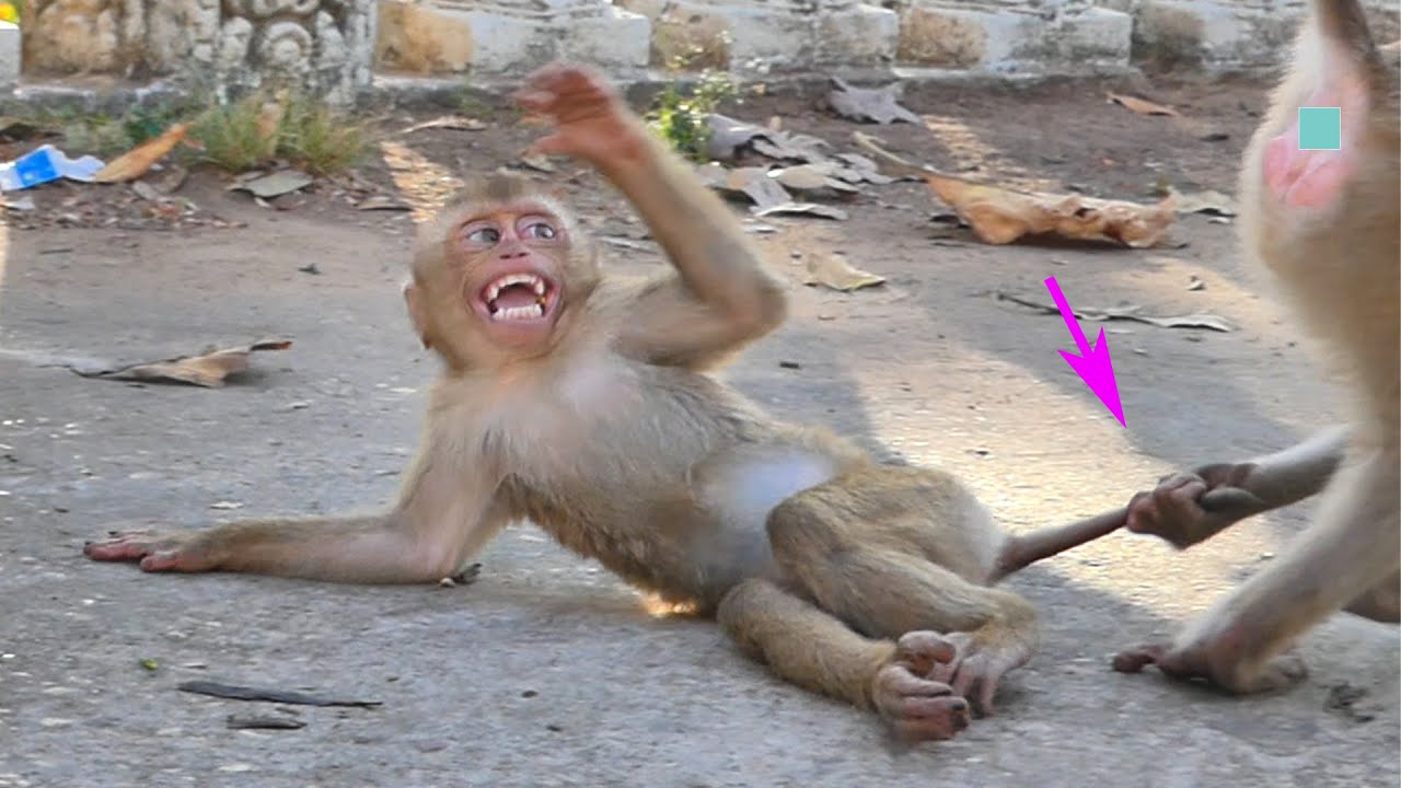 Other monkey wants to play with little monkey but they did don't know